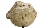 Fossil Mosasaur Vertebra w/ Metal Stand - Texas #316025-4
